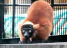 動物図鑑・アカエリマキキツネザル 2